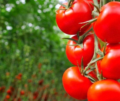 Uso de drone T40 otimiza custos na produção de tomate