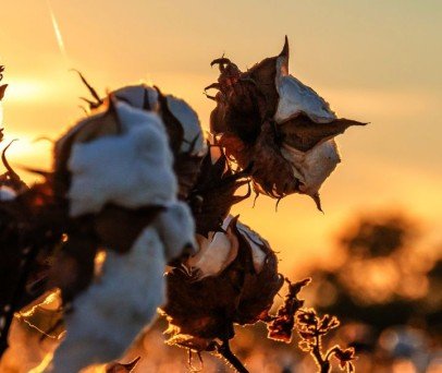 Cultivo de algodão com as soluções com drones de pulverização