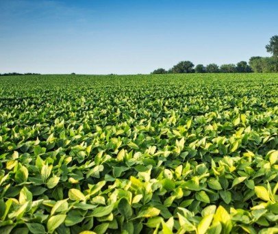 Como o drone de pulverização pode ser eficiente no combate das pragas como o percevejo-marrom e a lagarta-falsa-medideira Rachiplusia