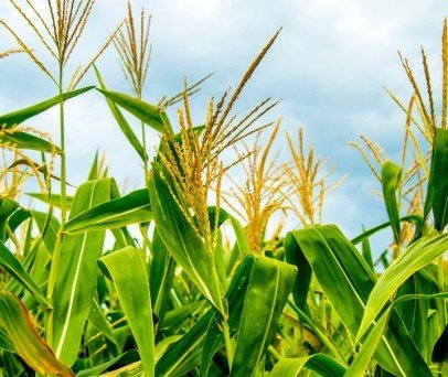 Drone de pulverização ganha os céus das propriedades rurais