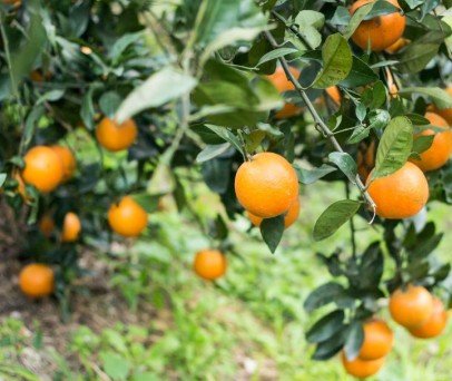 DJI Agras T50 na Pulverização de Pomares Cítricos