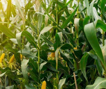 Drone de Pulverização no cultivo do milho 