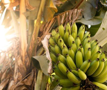 A revolução dos drones na bananicultura