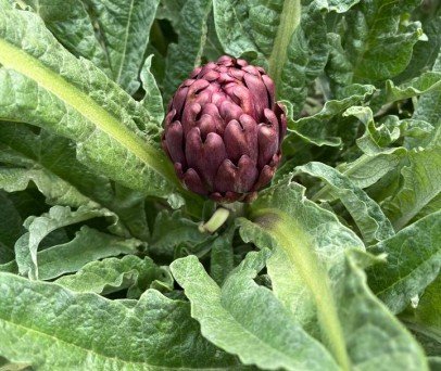 Drone pulverizador no cultivo da alcachofra