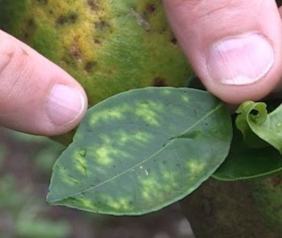 Drone de Pulverização: Revolucionando o Combate ao Greening na Citricultura