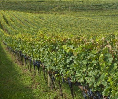 Drones Agras T25 e T50: Inovação nos Vinhedos 