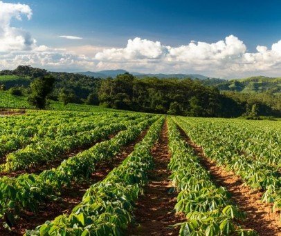 O uso de drones em lavouras de feijão: A revolução no campo
