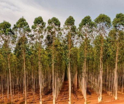 Drones na Silvicultura: Revolução na Pulverização