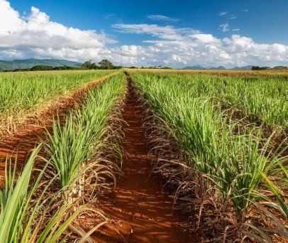 Aplicação localizada com drone de pulverização na cana-de-açúcar