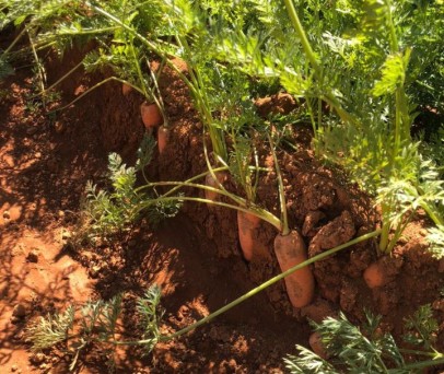 Drone de Pulverização na Cultura da Cenoura: Avaliação Técnica do Agras T100