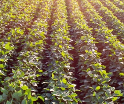 Drone de Pulverização na Soja: Eficiência, Tecnologia e Sustentabilidade no Campo